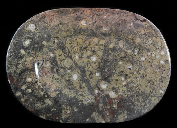 -/ Fossil Orthoceras & Goniatite Plate - Stoneware #38035